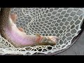 Big Acrobatic Rainbows — Fly Fishing Pine Creek , June 2025