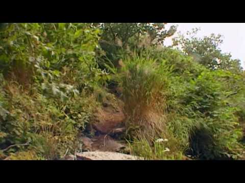 Werner Herzog finds a shot - swaying reeds