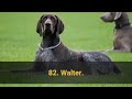 🐕 TOP 100 BEST Dog Names For Male – Dog Name Ideas 2021!