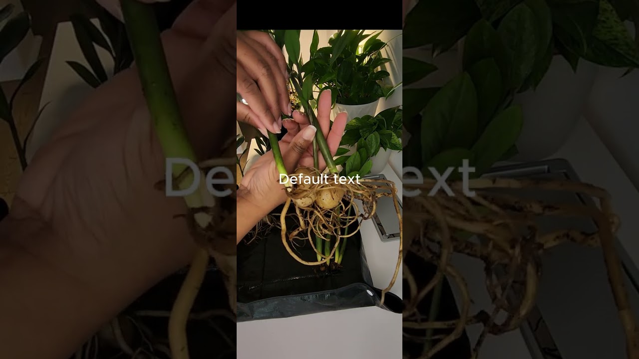 The more the merrier... Potting two ZZ Plants together.