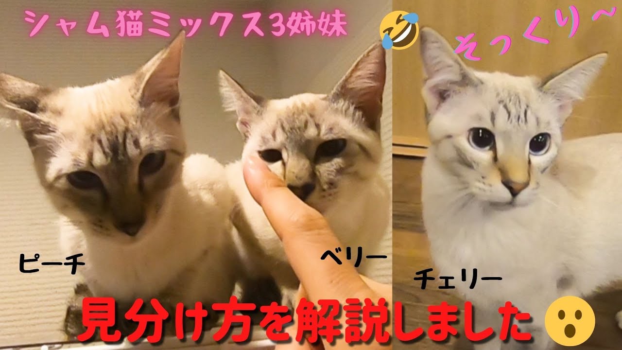 シャム猫ミックスの子猫の3姉妹そっくりな姉妹の見分け方を解説 保護猫カフェ森のねこ舎 Siamese Cat Mix Kitten Sisters Youtube