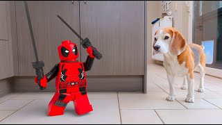 Animations in REAL LIFE vs PUPPY : LEGO GUY by Louie The Beagle 20,886 views 9 months ago 1 minute, 31 seconds