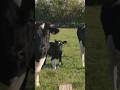 🐮 Hilf uns Toni zu versorgen! (Das Kuh-Experiment)💚