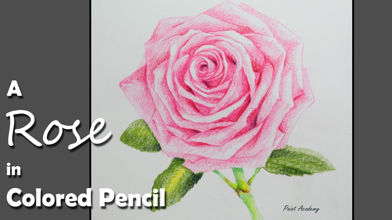 Drawing Color Pencils Pink Rose Isolated On White Background Stock  Illustration  Download Image Now  iStock