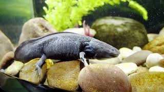 Unveiling the Mystery: Why Axolotls Sleep with Their Eyes Open?