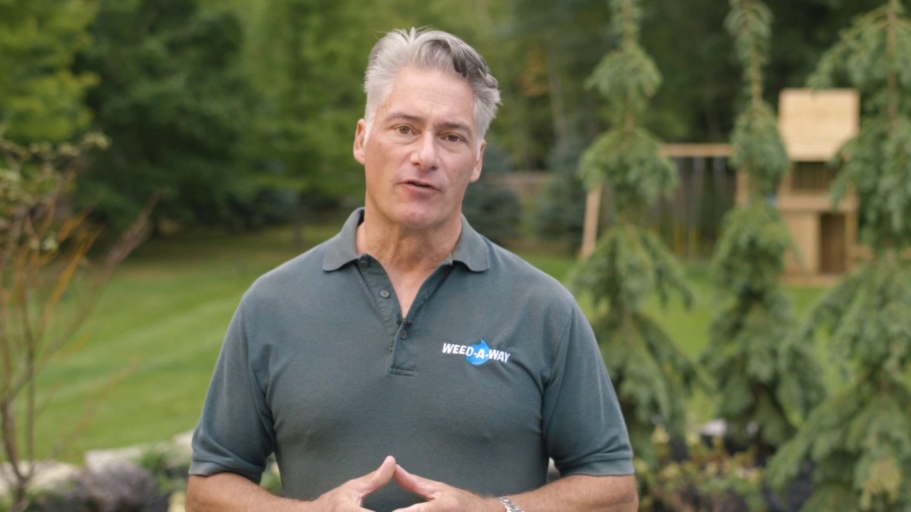 Weed-A-Way FAQ: How often should I water my lawn? 