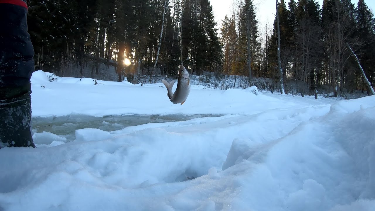 За хариусом на бобровую плотину.История повторилась. - YouTube