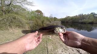 NC Bass Pond Fishing
