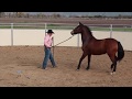 Fixing a horse that stops and rears while being lunged 1