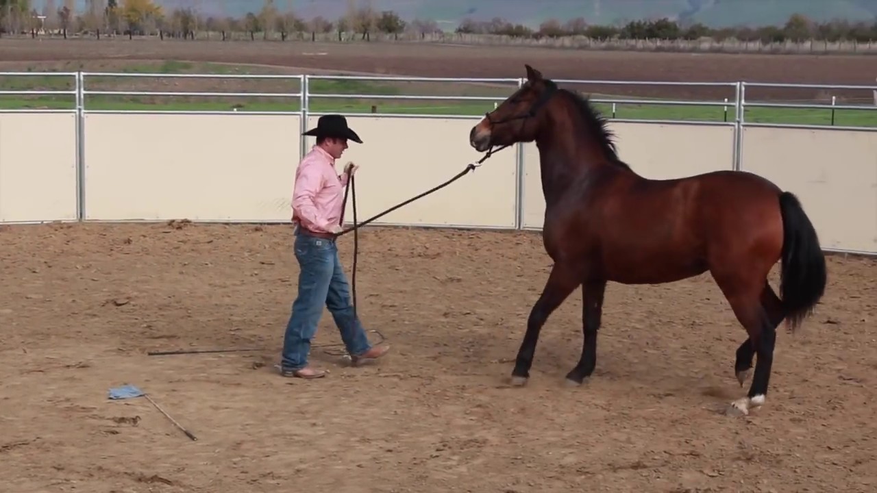 Fixing a horse that stops and rears while being lunged 1 YouTube