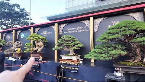 Triển lãm bonsai Indonesia 🇮🇩2024 . Nơi hội tụ những tác phẩm bonsai đẳng cấp nhất p2.#bonsai