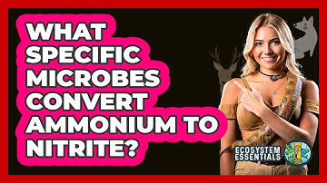 What Specific Microbes Convert Ammonium to Nitrite?