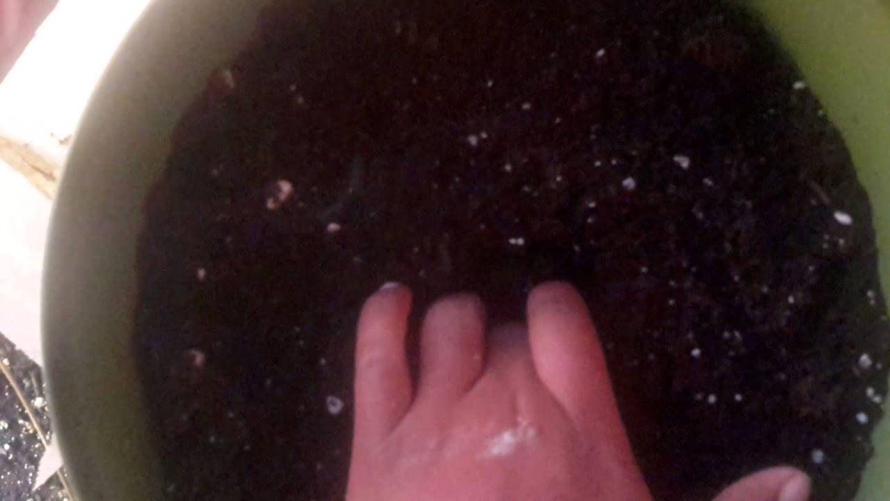 Starting Okra Indoors during the Winter YouTube