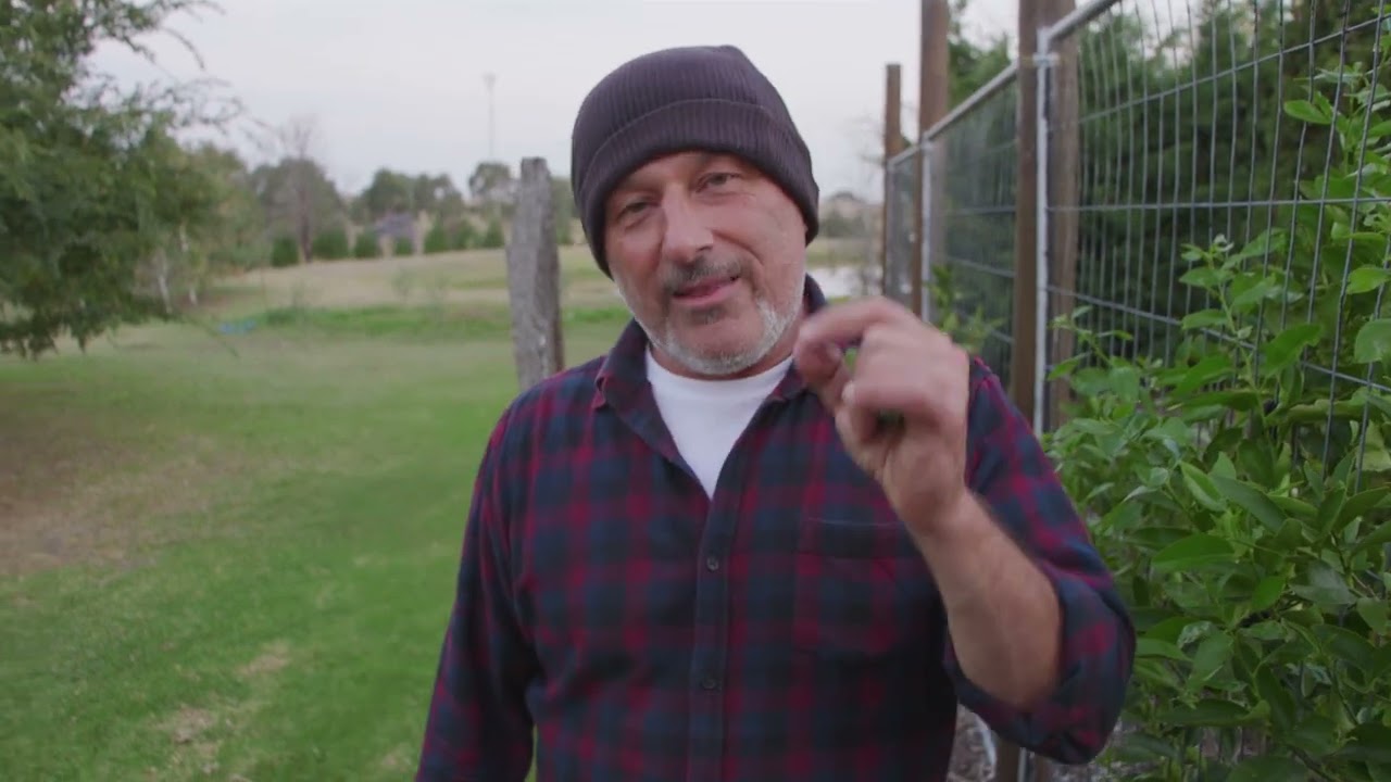 How to control leaf miner & rust on citrus