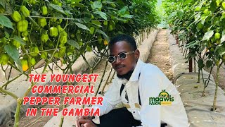 Young Gambian turned 1.6 hectares land into the biggest commercial pepper farm in The Gambia