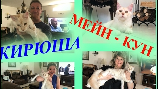 (1008) Америка. МЕЙН-КУН КОТ КИРЮША - 7 МЕСЯЦЕВ))) Natalya Quick (1008) Америка. МЕЙН-КУН КОТ КИРЮША - 7 МЕСЯЦЕВ))) Natalya Quick