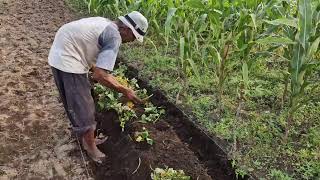 SIMPLE BUT EFFECTIVE SWEET POTATO PLANTING HACK WITH BARE HANDS! - Traditional farmer