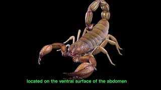 10 Incredible Facts About Scorpions