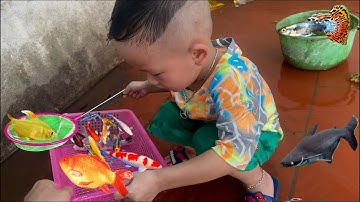 Tổng hợp video cá cảnh đẹp , Chip Pi bắt cá Koi chép trong sân , cá trắm , cá rô lai , cá mập mini