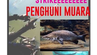 Berburu Ikan Monster Muara Penghuni Muara Baramundi