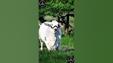 Sapi brahman #sapi #sapimakan #sapijumbo #sapigemuk #cow #sapilucu #sapipedaging