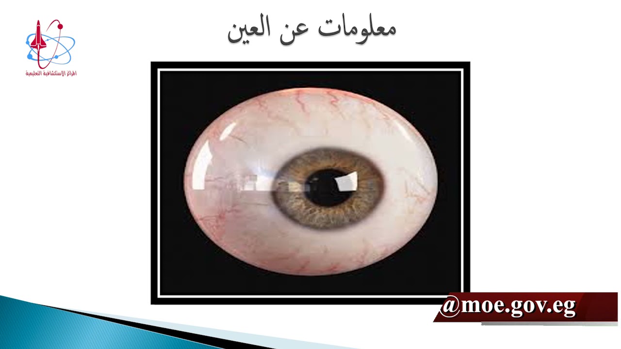 رحلة داخل جسم الإنسان (العين) عبر الأتوبيس السحري #المراكز_الاستكشافية#النشاط _الصيفي