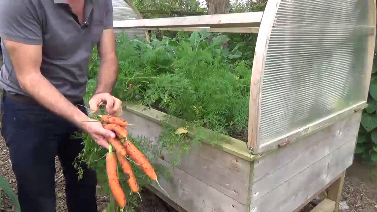 comment planter les carottes