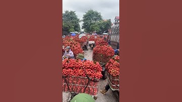 VẢI THIỀU LỤC NGẠN - NGHẸN ĐƯỜNG #short