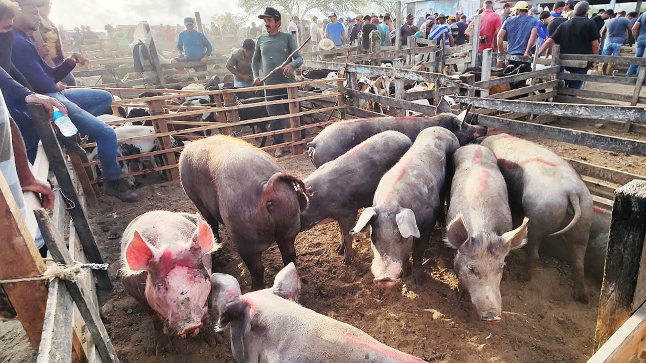 FEIRA DE SUÍNOS EM CARUARU-PE 13-01-2026 