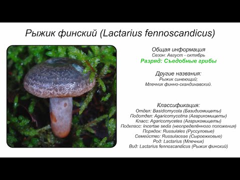 YouTube видео