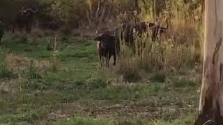 Buffalo in Camp