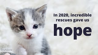 2020's rescues brought us so much hope!