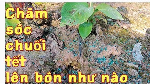 Bón phân chăm sóc chuối tiêu hồng cho kịp thời vụ, thu đúng tết nguyên đán