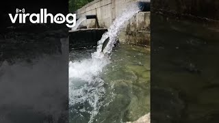 Trout Swims Against Current Through Flowing Water || Viralhog