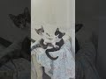 Cat Fight!  Kittens Fight Until They Notice the Camera!! #funny #kitten #shelter