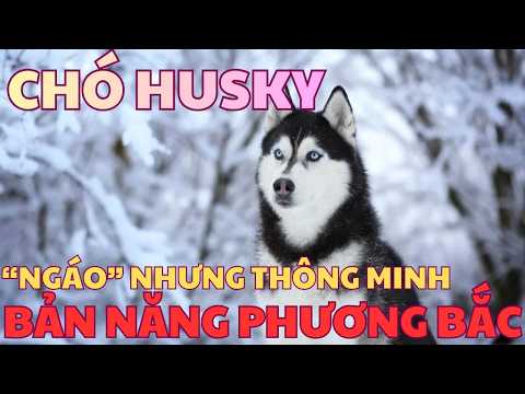 Chó Husky - Bản Năng Phương Bắc - Trí Thông Minh Tiềm Ẩn Sau Bộ Mặt Ngáo