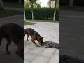 On My God😣 part2 #animals #nature #shorts