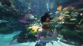 Up close with a live Mermaid in 3D VR180 at the Silverton Hotel Las Vegas.