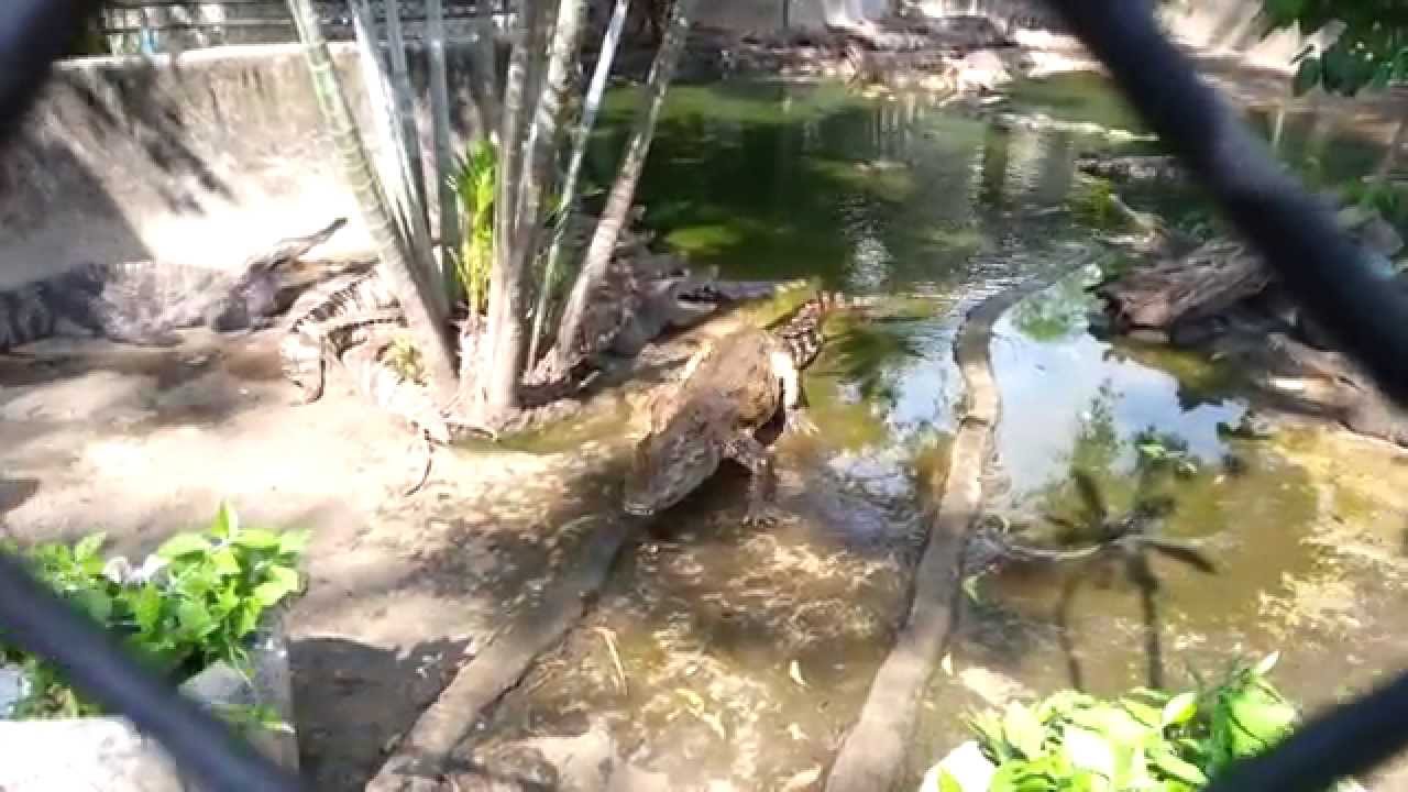 крокодил - YouTube