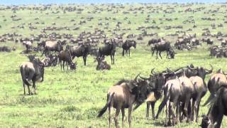 Serengeti Tanzania Wildebeest Migration