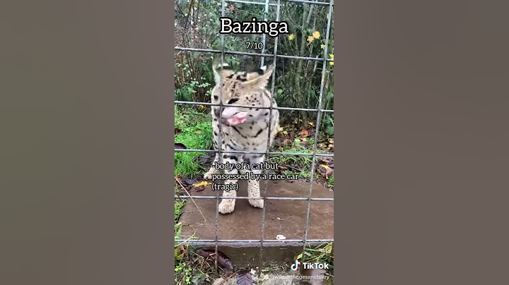 Rating Wild Cats by How They Eat - Keepers inside scoop