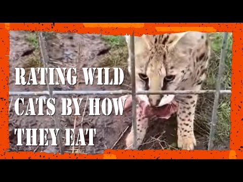 Rating Wild Cats