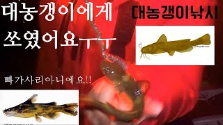 장어대신 대농갱이에게 쏘이고 왔어요!!