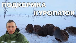 Подкормка серых куропаток (Perdix perdix) / Репортаж орнитолога