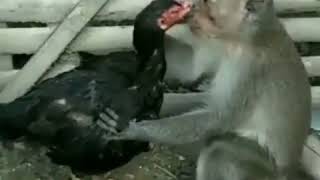 Ulok Gram Aceh Kuakua