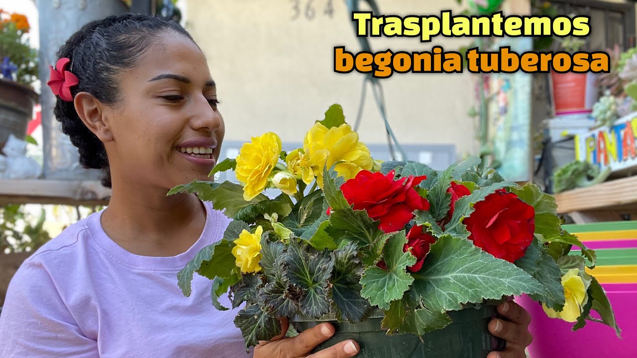 trasplantando begonia tuberosa | mi begonia se mi estaba pudriendo