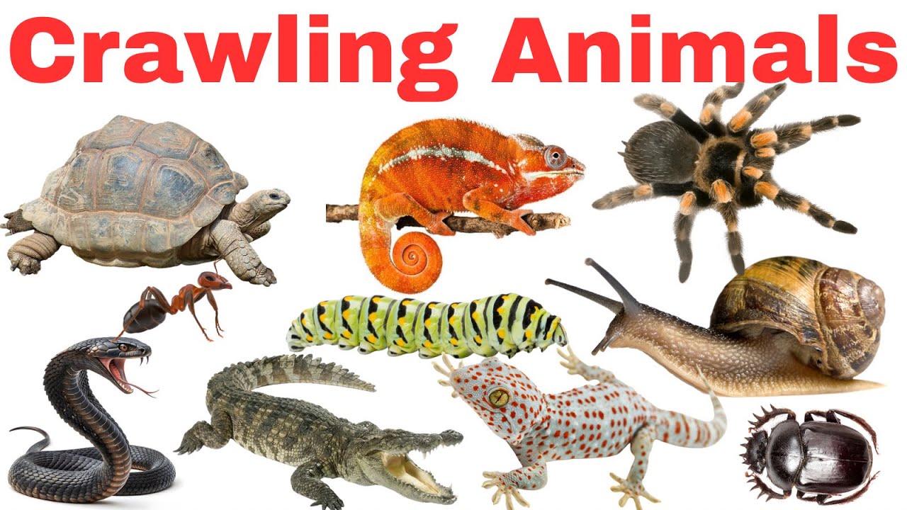 Crawling & Reptile Animals Names| Snakes, Spiders, Crocodile | Best Educational Video For Kids 2026