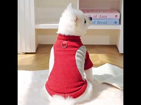 Толстовка для собак «Тревел», червоний, джемпер, кофта для собак, одяг для собак, видео 1