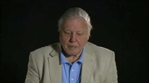 The Link - Darwinius Masillae - Ida (02 of 30) ORKUT Community and Profile