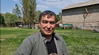 +998994860580. Англо-нубийские козы Улугбека Узакова. Ташкент